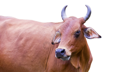 红牛在白色背景的图像图片