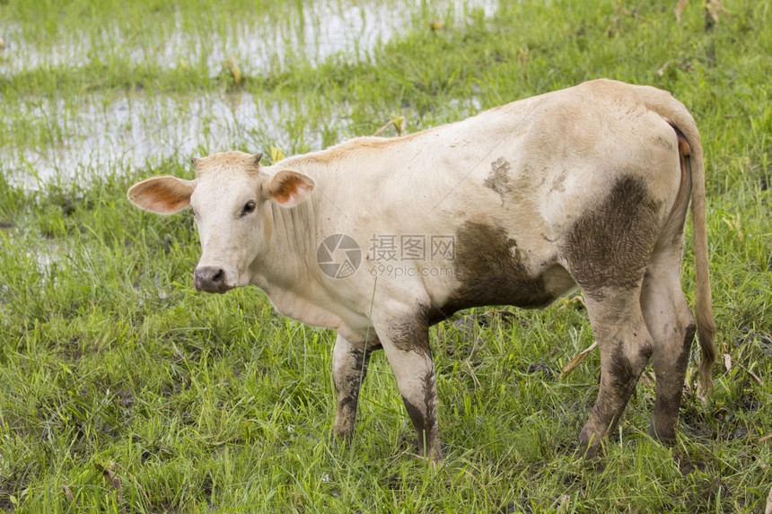 有一头奶牛站在田埂上图片