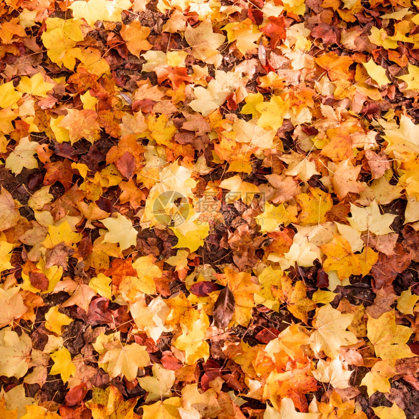 秋叶背景多姿彩的秋图片