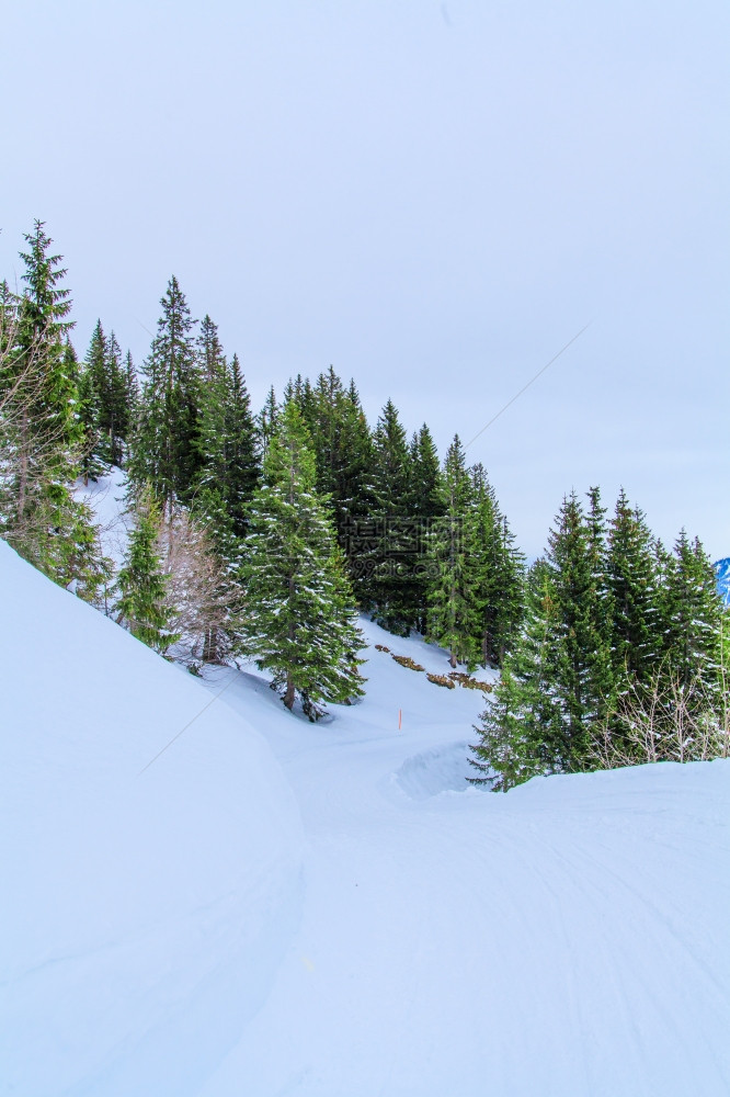 美丽的冬季风景雪覆盖树木图片