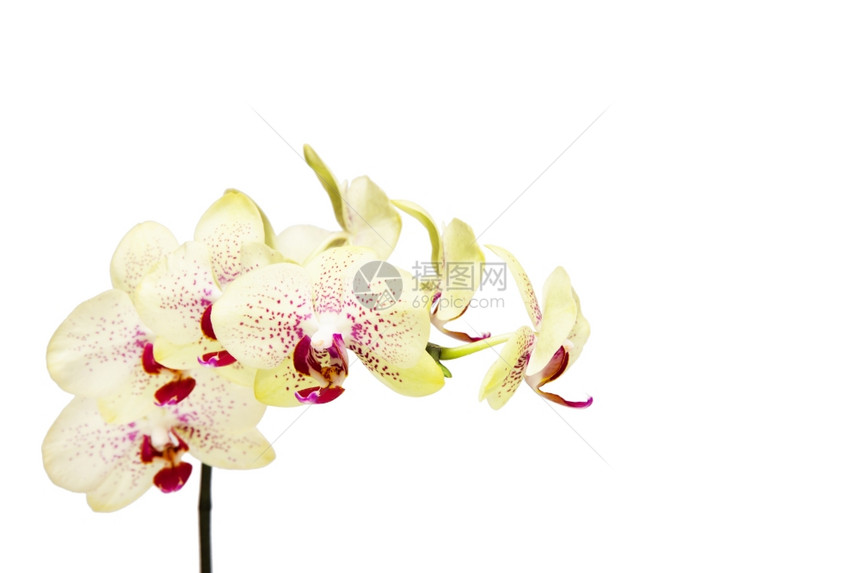 白兰花在xAxA兰花被孤立图片