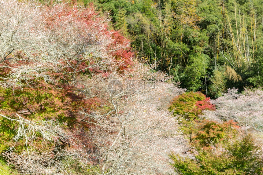 名古屋秋天的风景图片