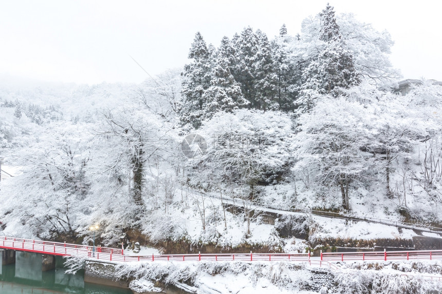 日本湖和村庄的冬季林冠图片