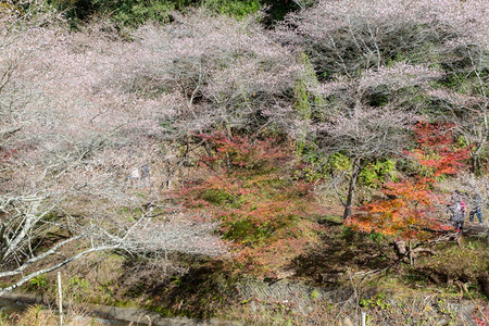 名古屋奥巴拉秋天的风景樱花春日秋朵图片