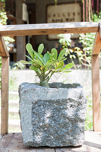 石锅中的绿色植物防晒霜库存照片图片