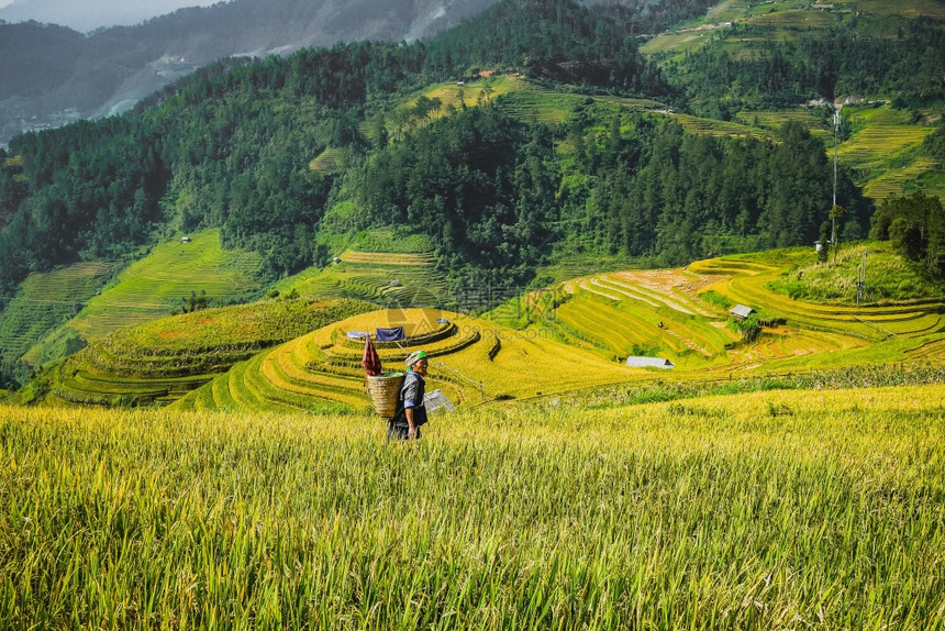 在越南延拜MuCangChaiMuChai和稻田的农民图片