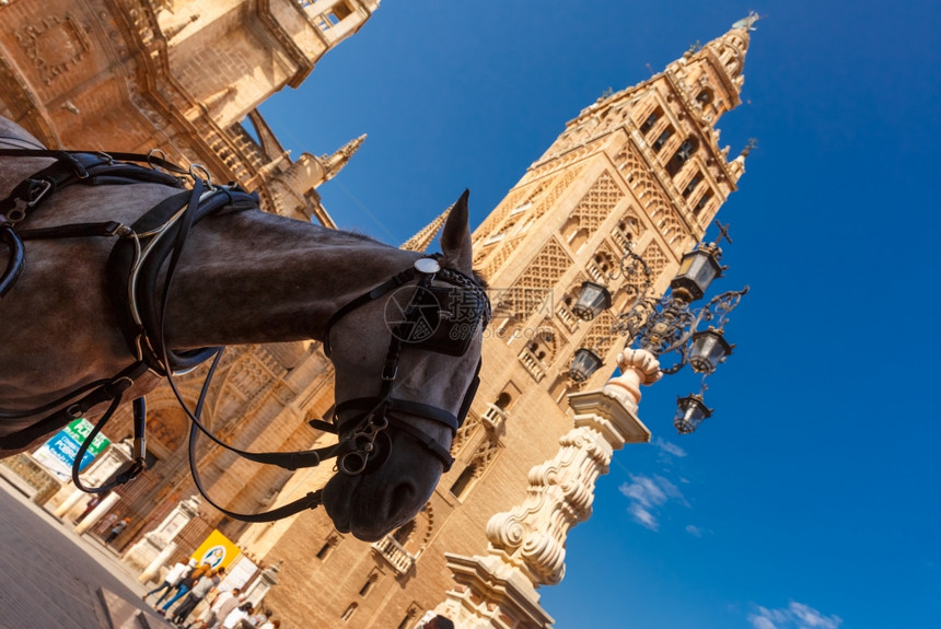 在西班牙安达卢亚的塞维尔大教堂钟楼吉拉尔达附近等待游客的马车图片