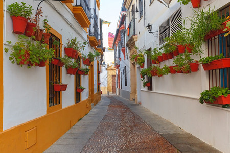 西班牙安达卢亚州科尔多瓦街白墙花盆朵图片