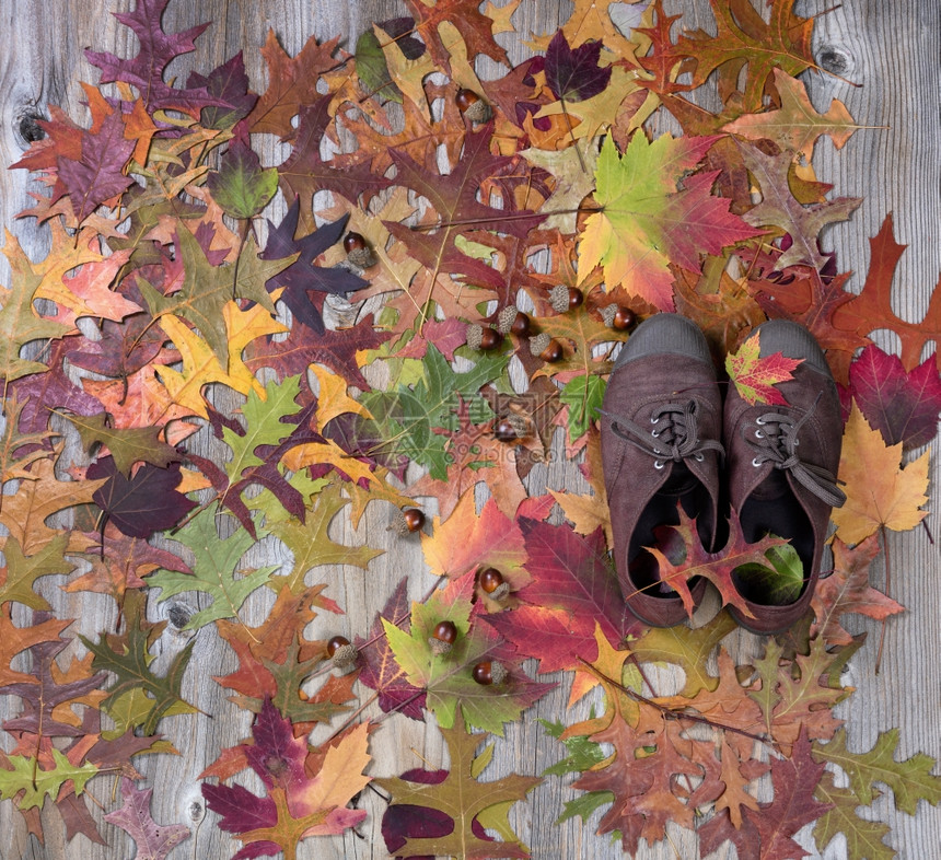 秋叶树上生锈的木头穿着舒适的鞋图片