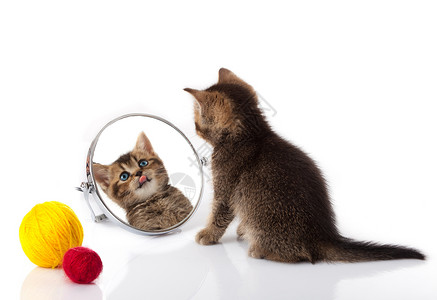 蓝眼睛的小猫看着镜子高清图片