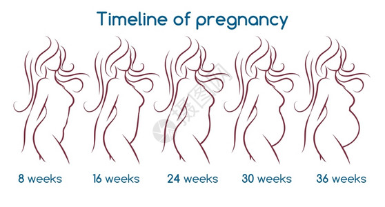 怀孕时间线与直妇女短视的怀孕时间插画