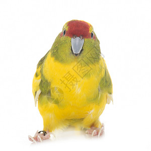 黄色鸟红色的Kakariki鹦鹉在白色背景面前背景