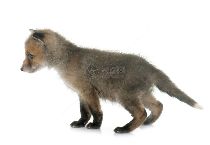 白色背景面前的红狐狸幼熊图片