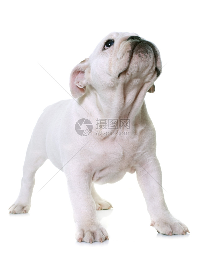 白色背景面前的小狗英国斗牛犬图片