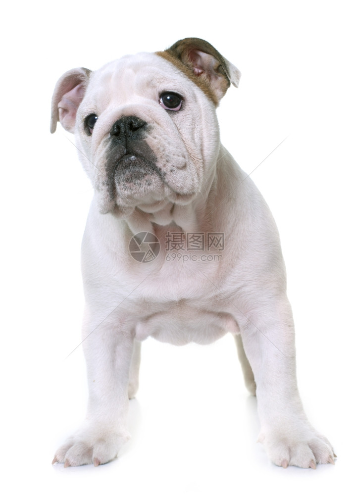 白色背景面前的小狗英国斗牛犬图片