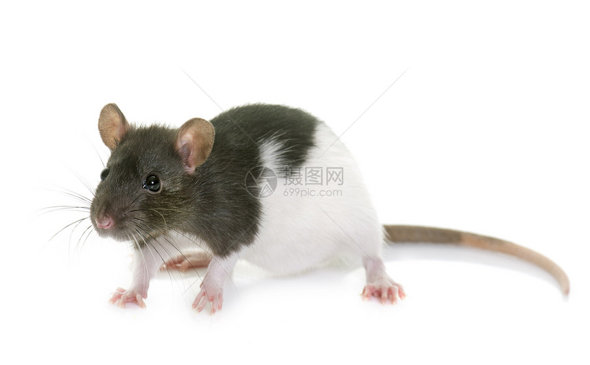 白色背景前的黑老鼠和白图片