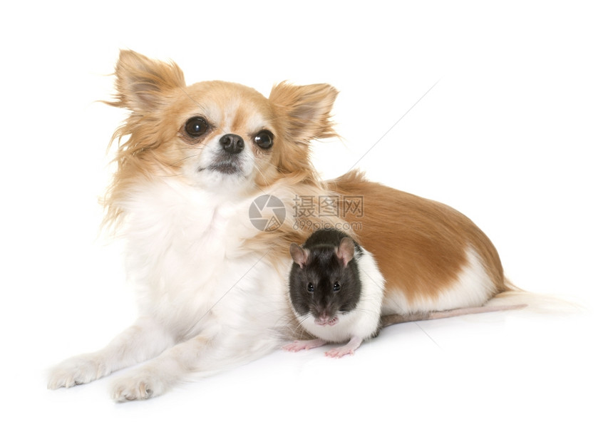 白种背景面前的家内老鼠和吉华花图片