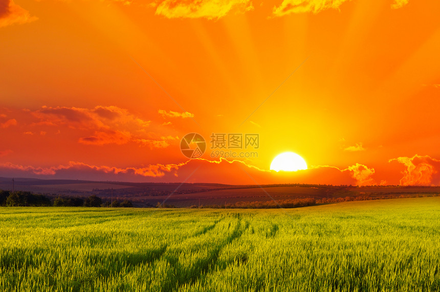 小麦田的美丽日落图片