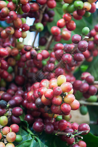 咖啡树上的种子股票照片图片