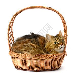 美丽的猫在篮子里孤立白色背景上图片