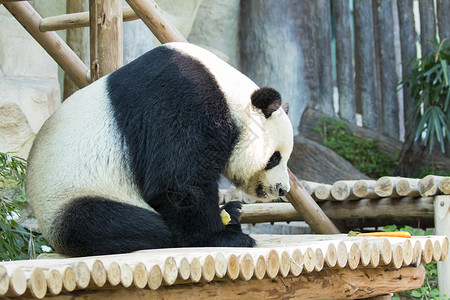 野生动物白色熊猫高清图片