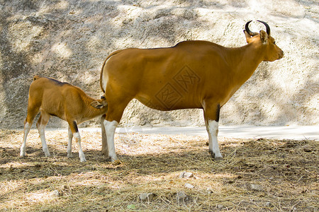 红公牛雌和的图片有关自然背景野生动物图片