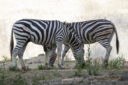 自然背景上的斑马图像野生动物高清图片