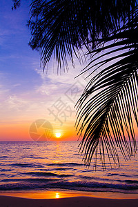 日落风景沙滩棕榈树在热带海滩的周光图片
