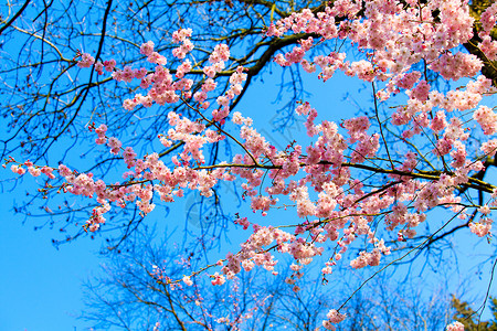 美丽的樱桃景观春花图片