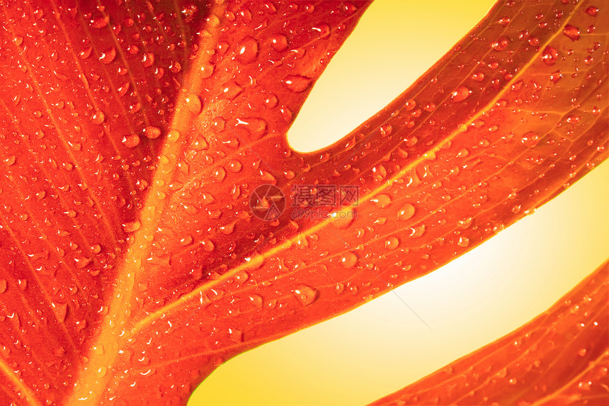 红秋叶有滴图片