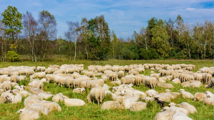 牧羊群草地里的图片