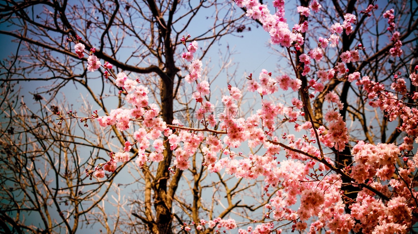 蓝色和粉红背景有樱花粉红色春背景美丽的图片