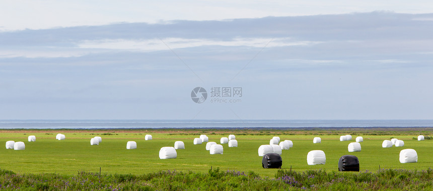 在冰岛田里用塑料包裹密封的Haybales图片