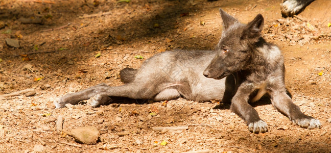 阿尔法狗一个德国动物园里的年轻狼背景