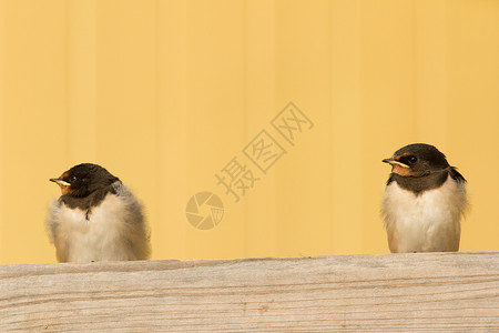 海伦多两只年轻的燕子在屋顶上背景
