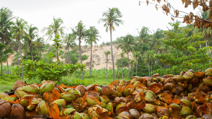 越南地面上处置的椰子壳图片