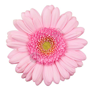 粉红色的热贝拉花孤立的宏观白色图片