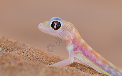 小壁虎PalmatogeckoPachydactylusrangei又称Web脚盖科纳米布沙漠的夜总会壁画背景
