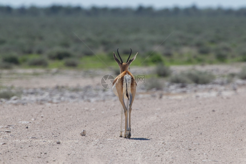 SpringbokantorcasmarsupialisAntidorcasmarsupialis离开纳米比亚Etosha公园图片