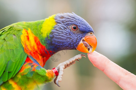 澳大利亚彩虹LorikeetTrichoglossusmolluccccanus舔人手指背景图片