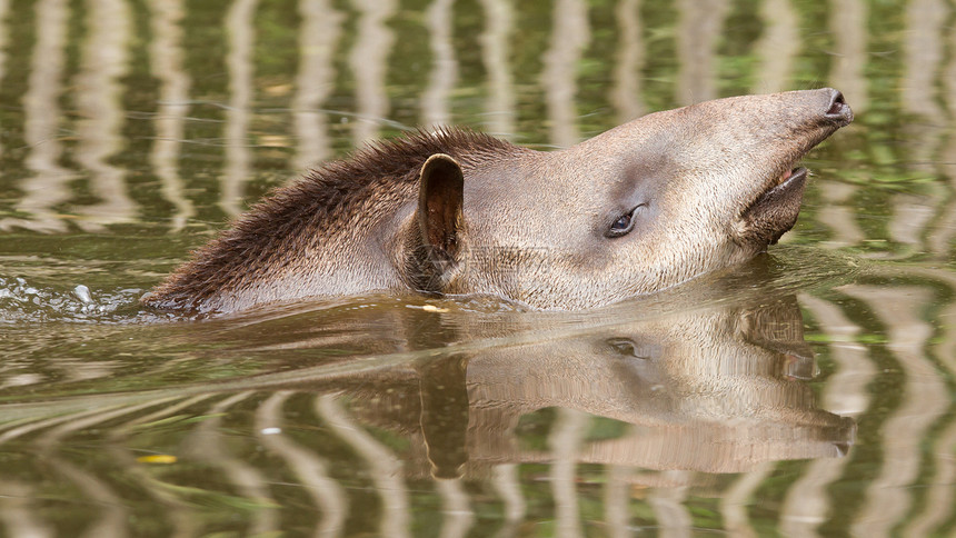 南美洲水中晶Tapirusterrestris的剖面肖像图片