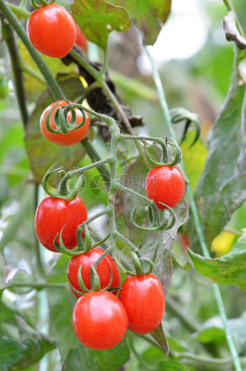 新鲜红西番茄在温室中成熟图片