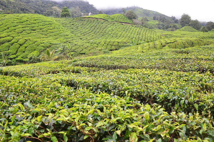马来西亚卡梅伦高原茶叶种植园图片