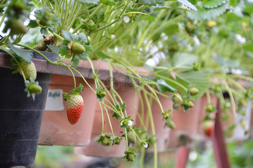 在马来西亚卡梅伦高地温室生长的新鲜草莓图片