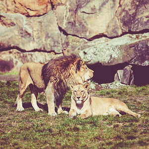 野生动物非洲狮子图片