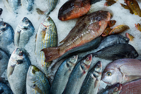 新鲜海市场上的新鱼高清图片