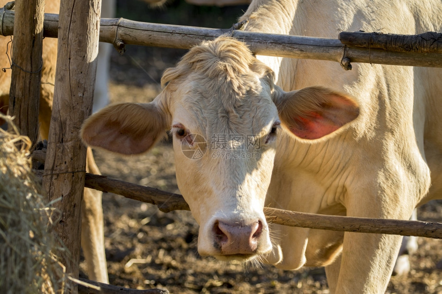 在牛栏里的小奶牛近距离肖像图片