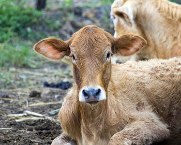 棕色小奶牛近距离肖像图片