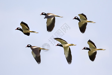 凤头麦鸡鸟儿在空中飞翔的影像野生动物背景