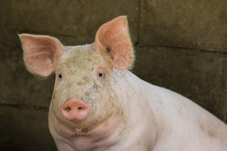 鼻子有病的动物农场里有只猪的照片农场里有只猪背景